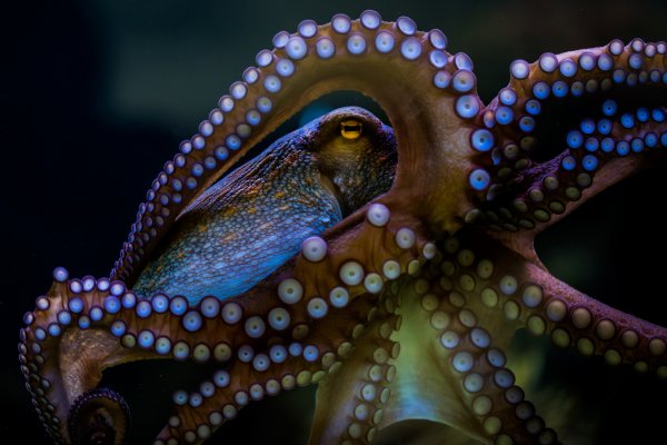 Kraken com darknet