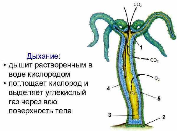 Kraken даркнет gigageek ru
