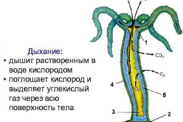 Только через тор кракен